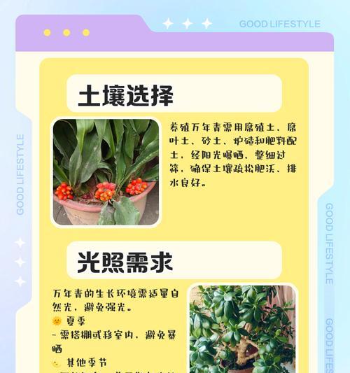 万年青叶子发黄的快速补救方法是什么？