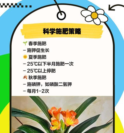 君子兰授粉的正确方法是什么？