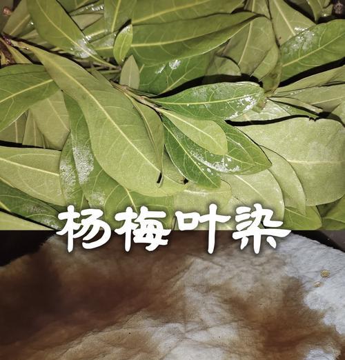 杨梅叶子发黄焦枯的原因及解决方法是什么？