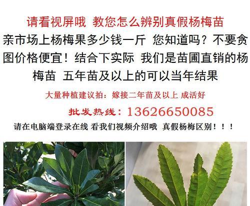 杨梅叶子发黄焦枯的原因及解决方法是什么？
