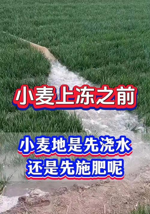 小麦高产浇水的最佳方法是什么？