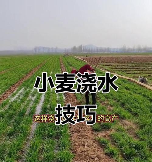 小麦高产浇水的最佳方法是什么？