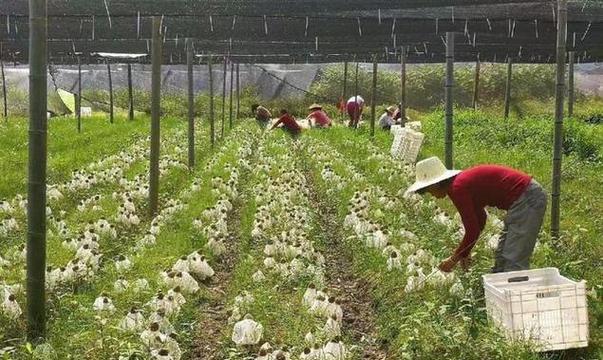 食用菌栽培技术包含哪些关键步骤？