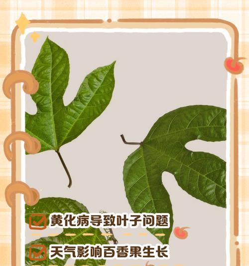 百香果叶子发黄焦枯如何处理？