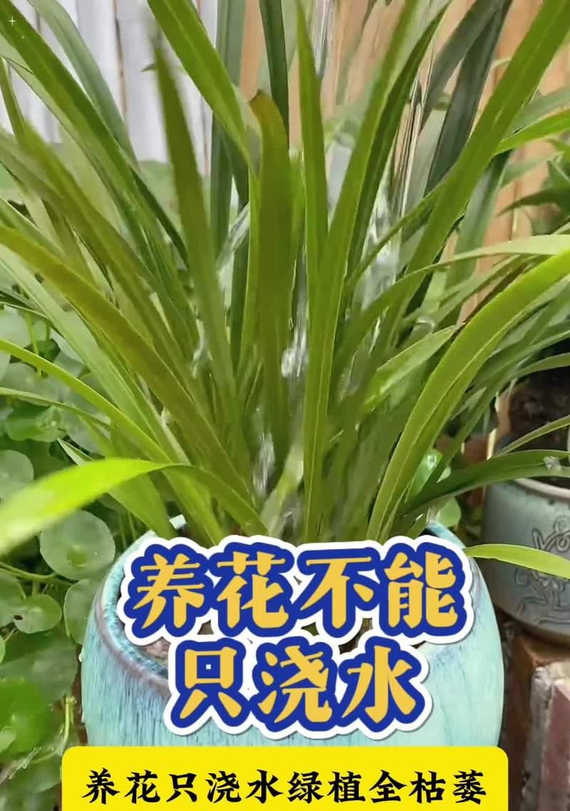 金弹子浇水的正确方法是什么？多久浇一次水？
