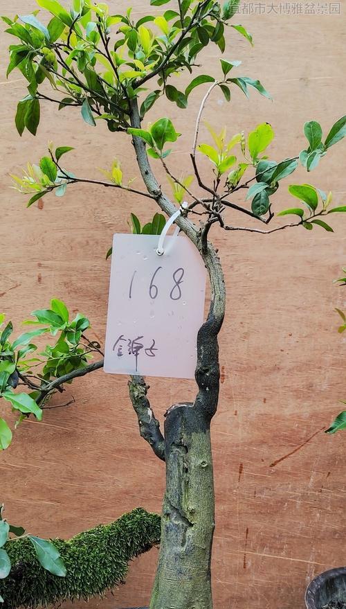 金弹子浇水的正确方法是什么？多久浇一次水？
