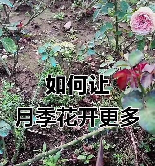 小花月季修剪养护技巧有哪些？