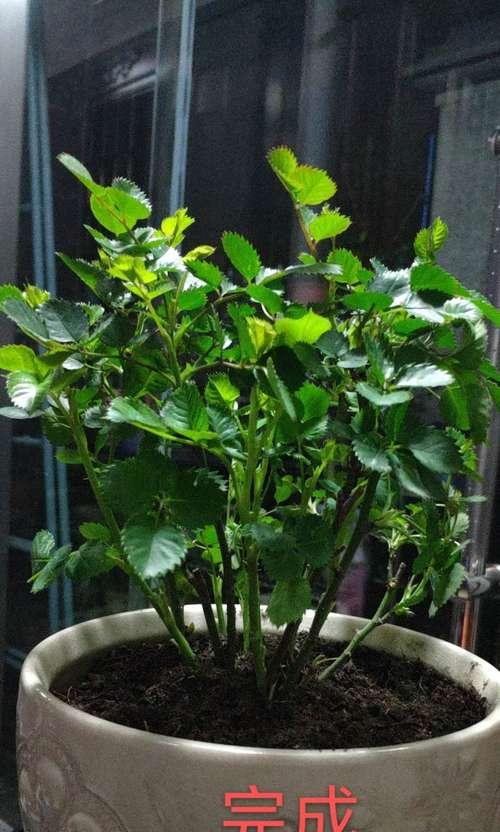 小花月季修剪养护技巧有哪些？