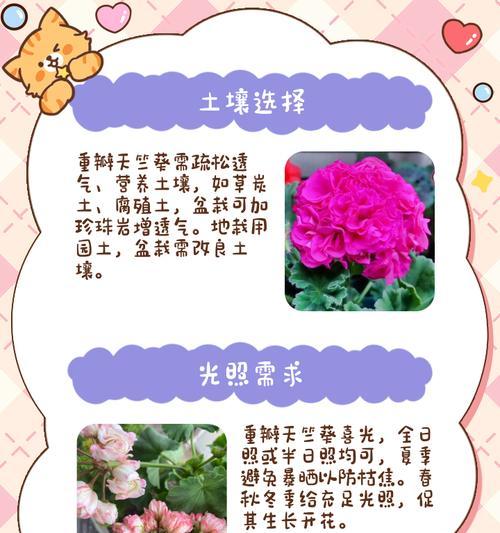 春季天竺葵重剪后如何养护？养护要点有哪些？