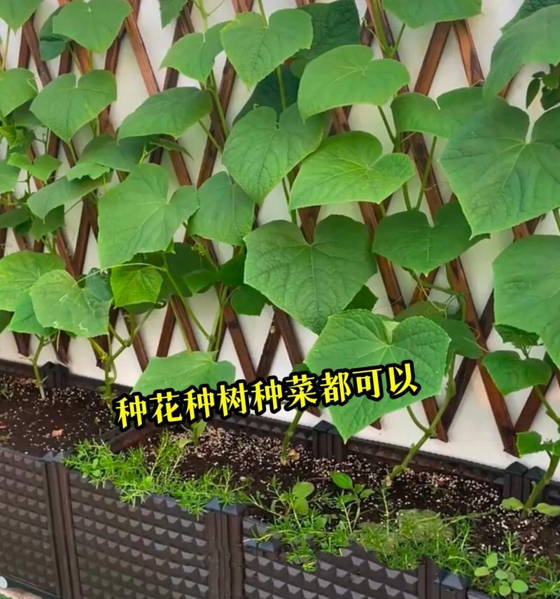 阳台仿真花叫什么？如何选择合适的款式？