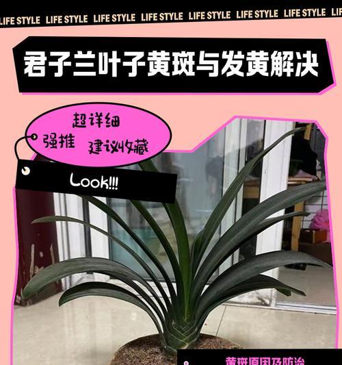 君子兰暴晒之后黄叶怎么办？如何处理君子兰的黄叶问题？