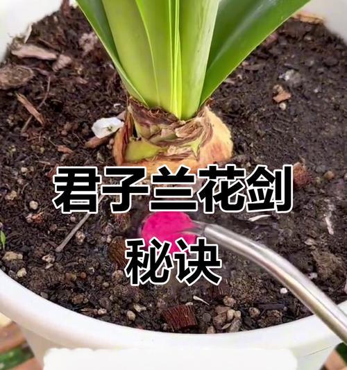 君子兰暴晒之后黄叶怎么办？如何处理君子兰的黄叶问题？