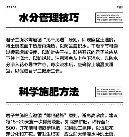 君子兰移栽后不生根发芽怎么办？
