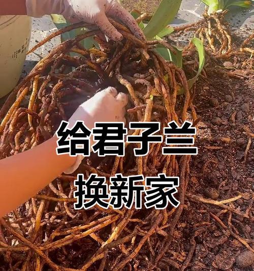 君子兰移栽后不生根发芽怎么办？