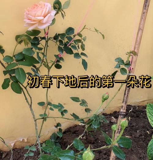 月季向光生长如何调整？