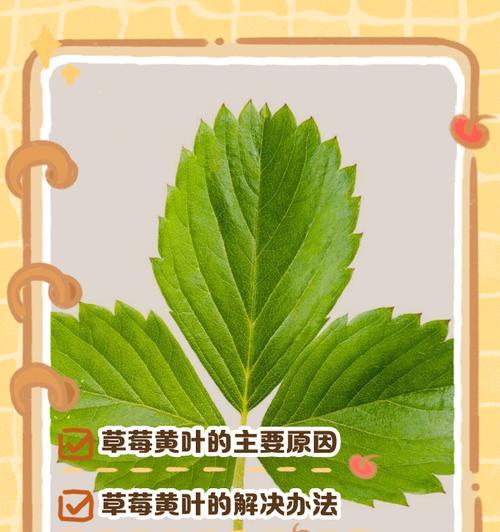 草莓叶子发黄如何处理？草莓叶子黄化的原因是什么？