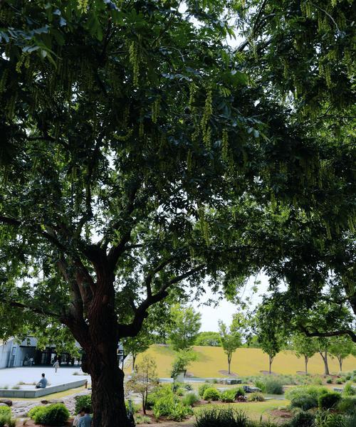 月季地种草坪的种植方法是什么？