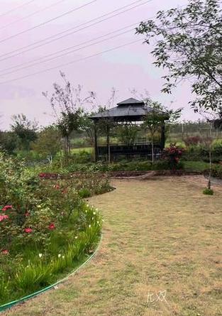 月季地种草坪的种植方法是什么？