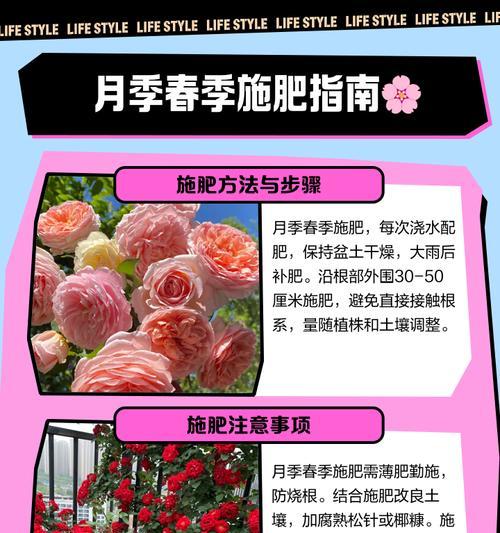 月季地种草坪的种植方法是什么？