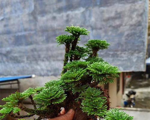 带水盆景绿植养护方法是什么？