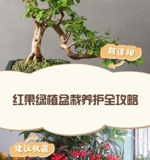 带水盆景绿植养护方法是什么？