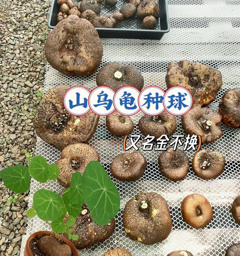 带水盆景绿植养护方法是什么？