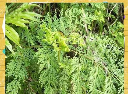 乌蕨的栽培技术有哪些方法？如何栽培乌蕨？