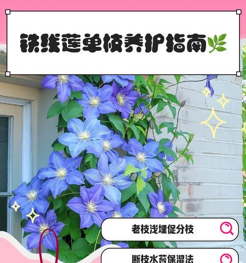 铁线莲爆盆秘诀是什么？