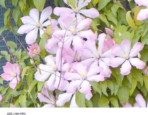耐阴地栽铁线莲怎么养护？耐阴铁线莲的正确养护方法是什么？