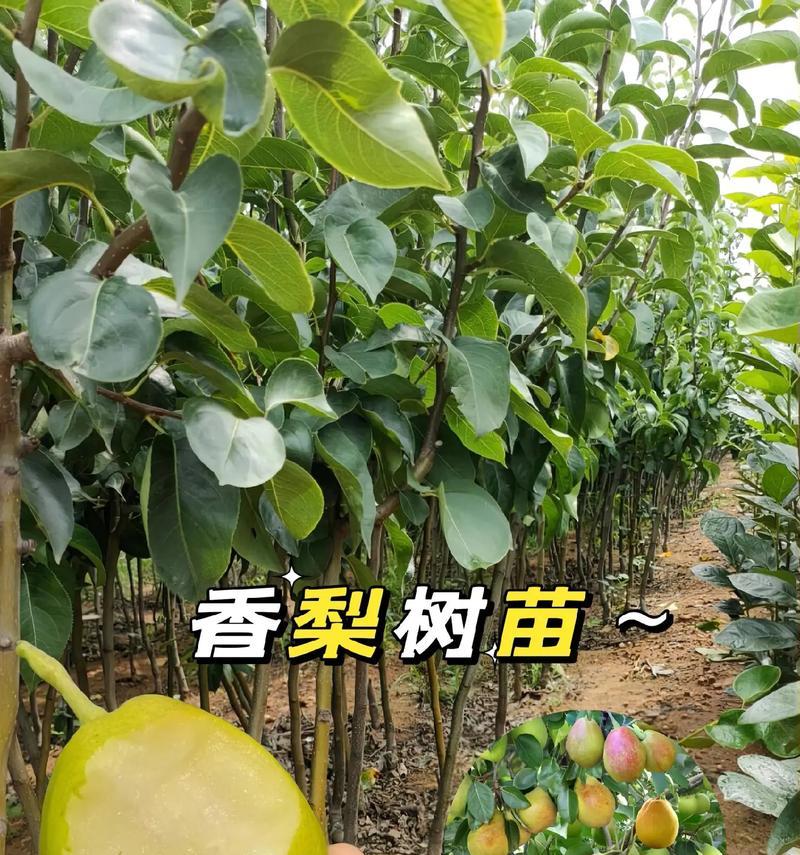 农香42的最佳播种时间是什么时候？
