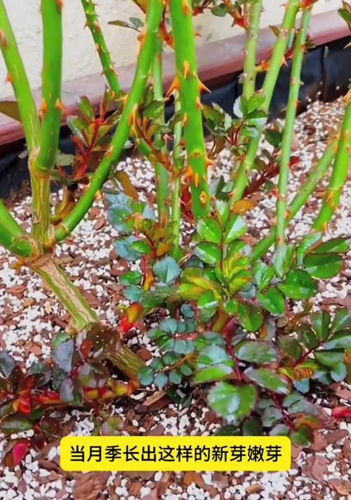 怎么掐月季的嫩芽呢？掐月季嫩芽的正确方法是什么？