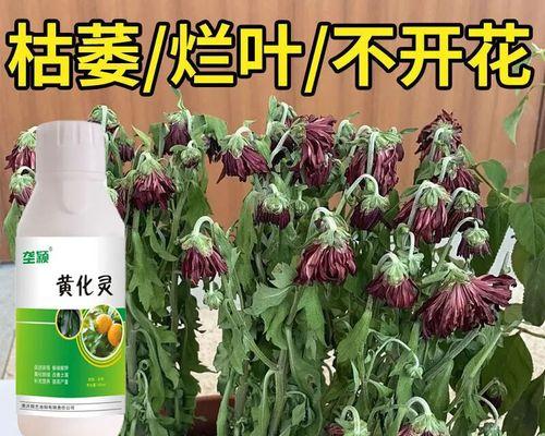 万寿菊叶子发黄的急救方法？如何有效处理万寿菊叶子发黄？