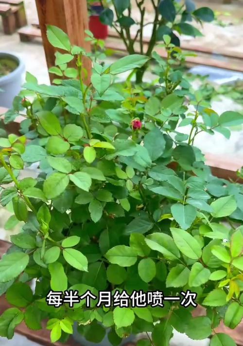 怎么掐月季的嫩芽呢？掐月季嫩芽的正确方法是什么？