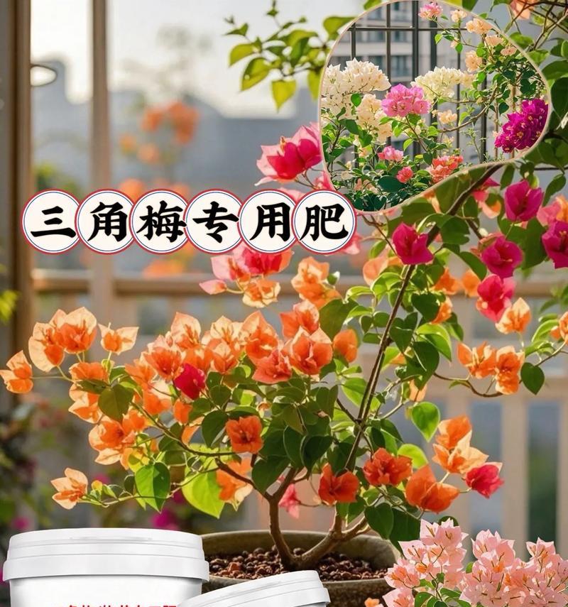 如何促进三角梅多开花？