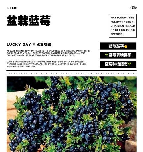 蓝莓丰产栽培的关键技术要点是什么？