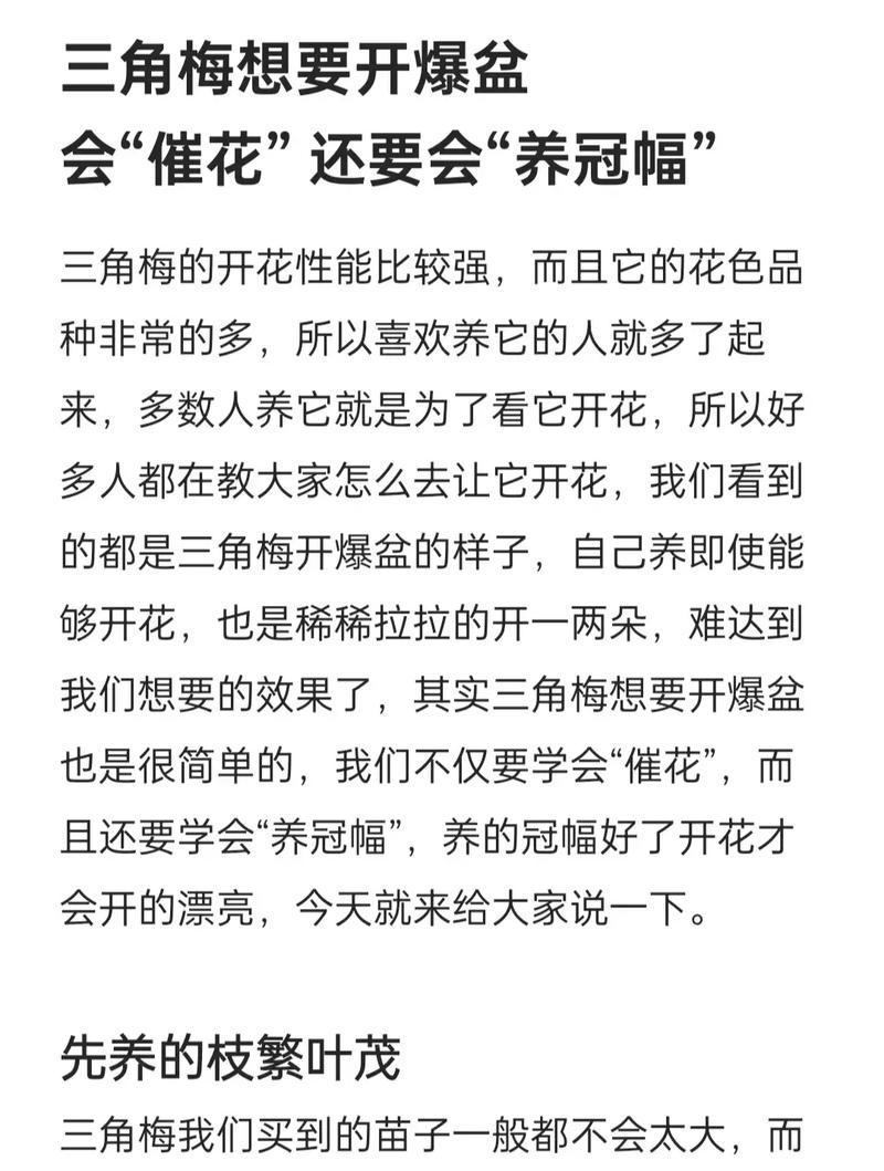 如何促进三角梅多开花？