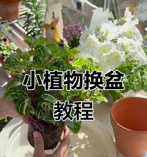 盆景土壤调配的正确步骤是什么？
