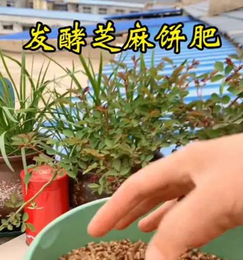 菜籽饼自制肥料的正确方法是什么？