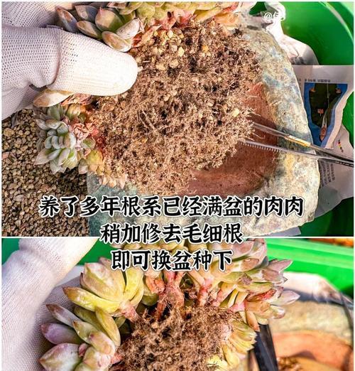 盆景土壤调配的正确步骤是什么？