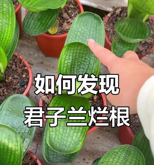 君子兰烂根的预防措施是什么？