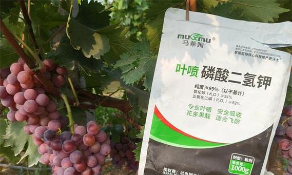 规模化葡萄栽培技术有哪些？如何提高葡萄产量和品质？