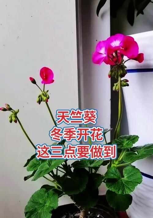 天竺葵上盆步骤是什么？新买天竺葵如何正确上盆？