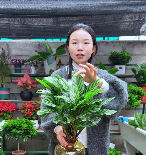 翠叶竹芋叶子发黄怎么补救？翠叶竹芋叶子发黄的补救方法是什么？