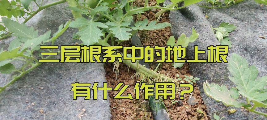葡萄小垄栽培的关键技术是什么？操作要点有哪些？