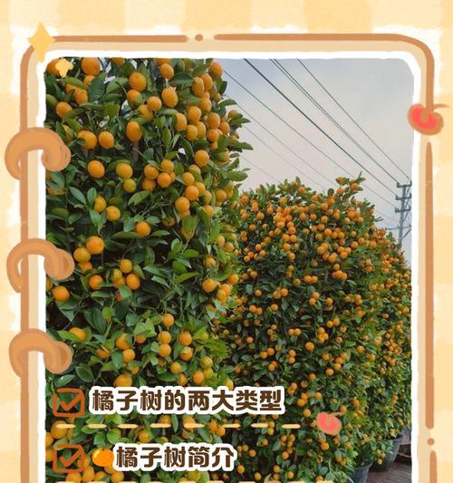 橘子树嫁接栽培有哪些技术要点？