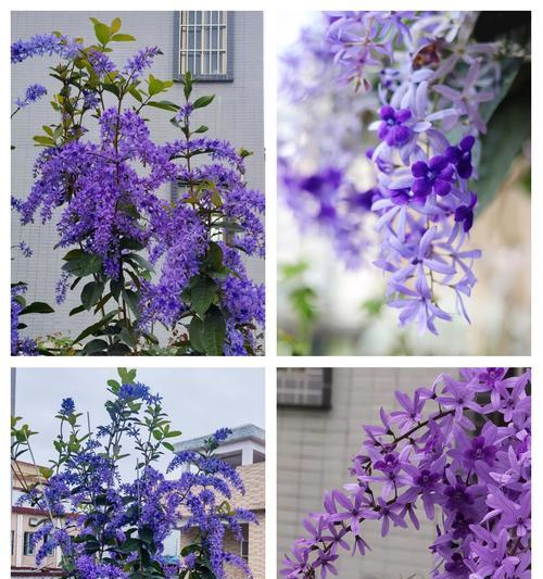 阳台适合种植什么花？有哪些易养活的推荐？