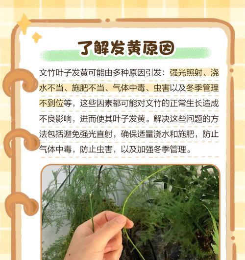 红竹叶子新叶发黄怎么回事？可能的原因有哪些？