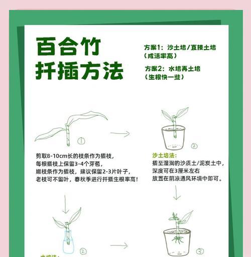 红竹叶子新叶发黄怎么回事？可能的原因有哪些？