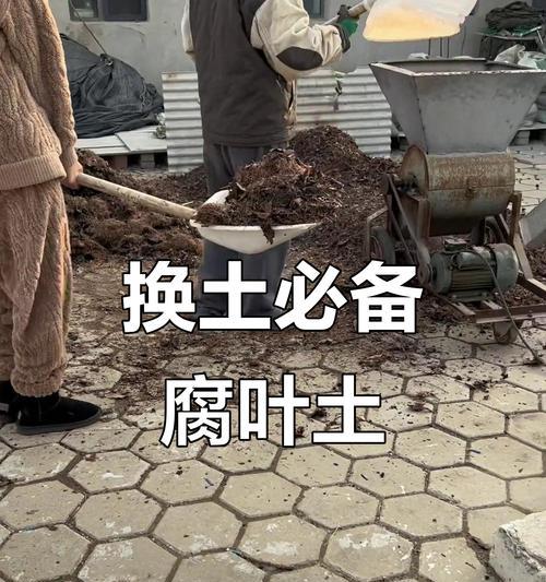 君子兰换土时肥料如何配比？