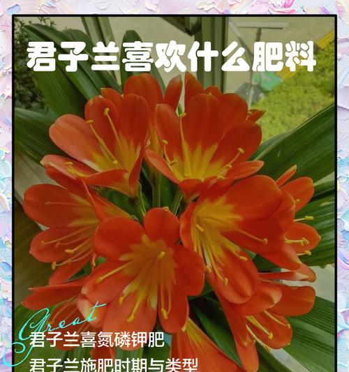 君子兰换土时肥料如何配比？